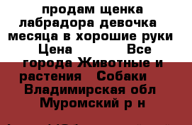 продам щенка лабрадора девочка 2 месяца в хорошие руки › Цена ­ 8 000 - Все города Животные и растения » Собаки   . Владимирская обл.,Муромский р-н